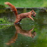 Squirrels